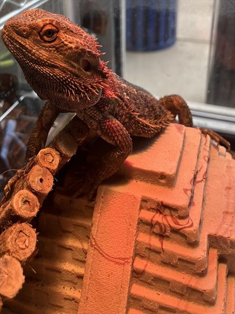 *MUSHU