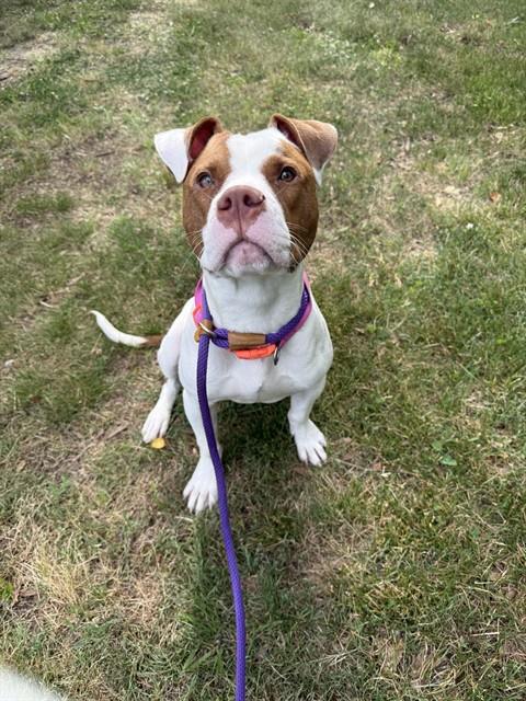 *ZANDER/ KING, an adoptable Labrador Retriever in Forestville, MD