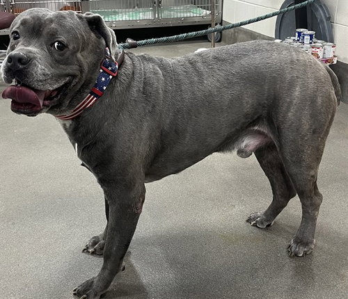 *BIG MAC, an adoptable Cane Corso Mastiff in Forestville, MD