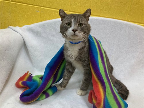 *LANGSTON, Adult Domestic Short Hair (short coat), cat for adoption in Leesburg, Virginia
