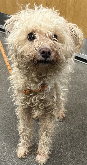 MAGGIE