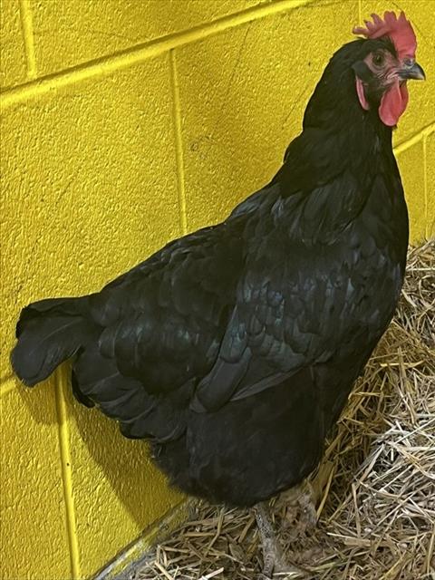 *EGGATHA