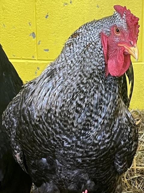 *HEN SOLO