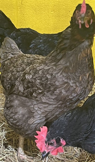 *FRIZZLE