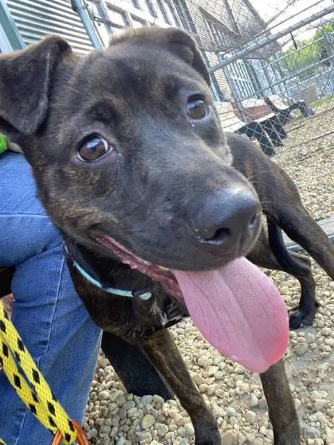 Dreamer - Plott Hound