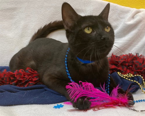 ZACHARY, an adoptable Domestic Short Hair in Forestville, MD