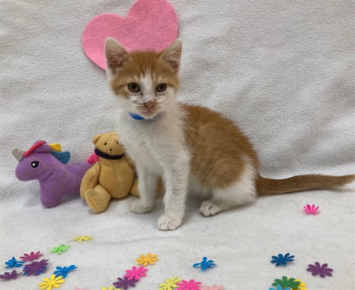 *DION, Baby Domestic Short Hair (short coat), cat for adoption in Gaithersburg, Maryland
