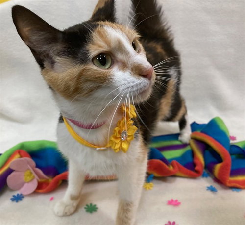 TAZZILYNN, Adult Domestic Short Hair (short coat), cat for adoption in Annapolis, Maryland