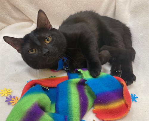 *SAXEN, an adoptable Domestic Short Hair in Forestville, MD
