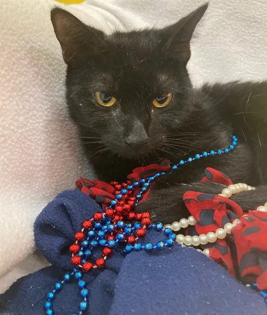 Savanna - Domestic Short Hair