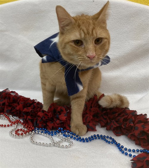 OLIVER OLLIE, Young Domestic Short Hair (short coat), cat for adoption in Manassas, Virginia