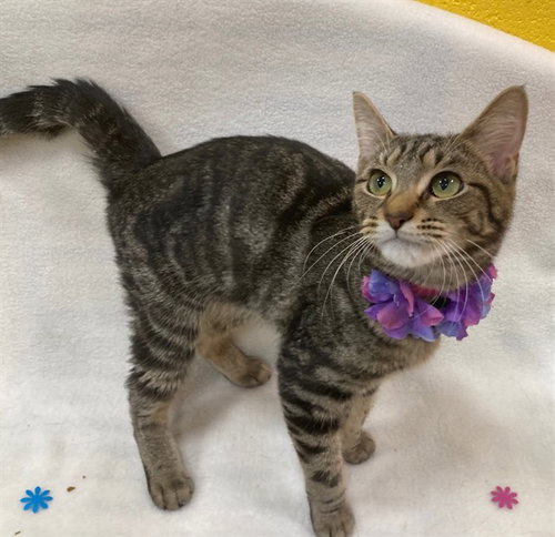*BERGEN, Adult Domestic Short Hair (short coat), cat for adoption in Annapolis, Maryland