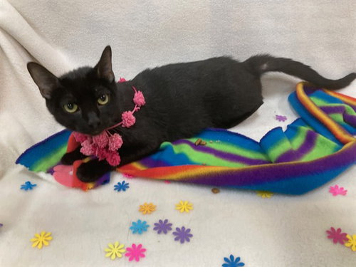 *SACHA, an adoptable Domestic Short Hair in Forestville, MD