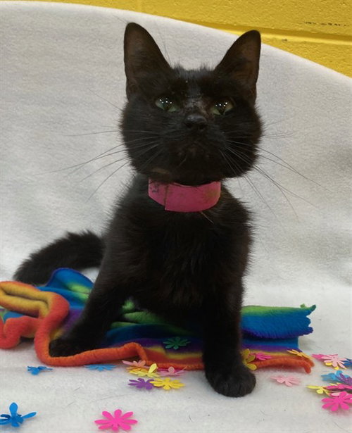 *OCEAN, Adult Domestic Short Hair (short coat), cat for adoption in Annapolis, Maryland