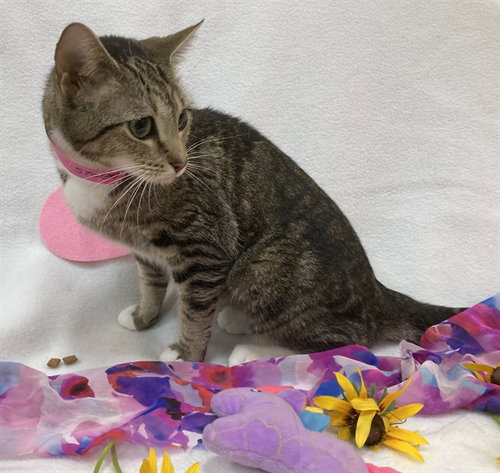 *COOKIE, Young Domestic Short Hair (short coat), cat for adoption in Manassas, Virginia