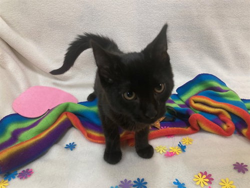 *COKE, Baby Domestic Short Hair (short coat), cat for adoption in Annapolis, Maryland