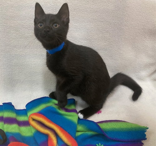 *PEPSI, Baby Domestic Short Hair (short coat), cat for adoption in Annapolis, Maryland