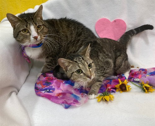 *BIG MAN, Young Domestic Short Hair (short coat), cat for adoption in Manassas, Virginia