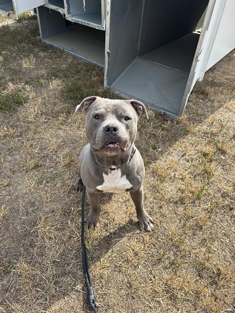 *MONTY, an adoptable Pit Bull Terrier in Forestville, MD