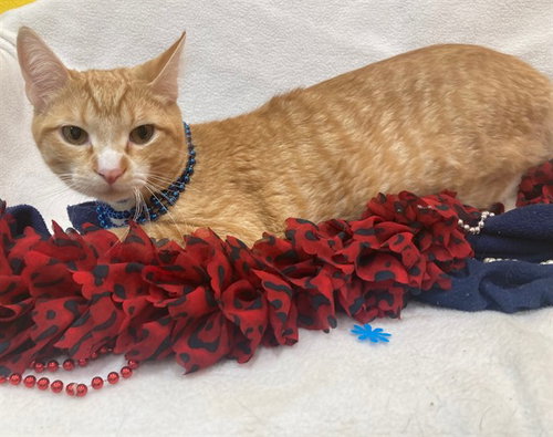 *TIGGER, an adoptable Domestic Short Hair in Forestville, MD