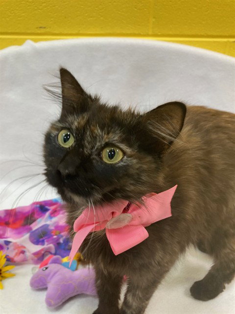 *SPICE, Young Domestic Long Hair (long coat), cat for adoption in Manassas, Virginia