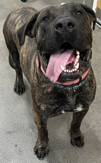 REMY