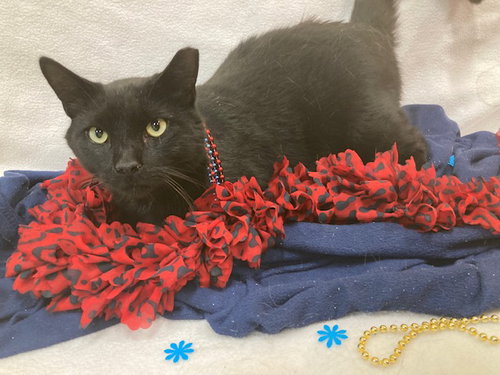 *ARNOLD, an adoptable Domestic Short Hair in Forestville, MD