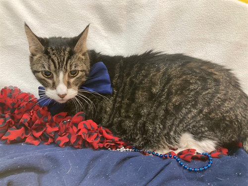 ZEO, an adoptable Domestic Short Hair in Forestville, MD