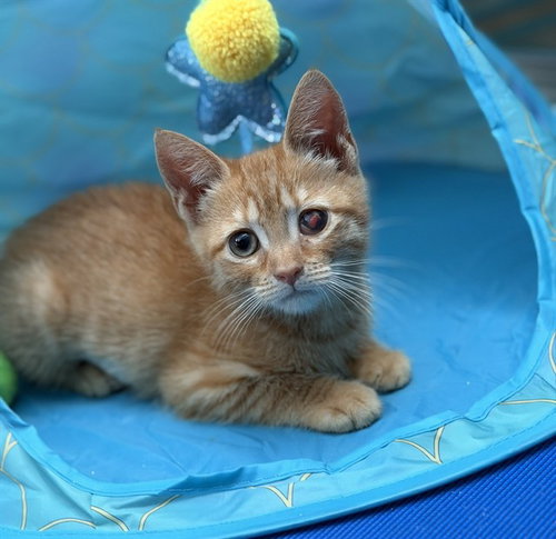 *CHEERIO, Baby Domestic Short Hair (short coat), cat for adoption in Manassas, Virginia