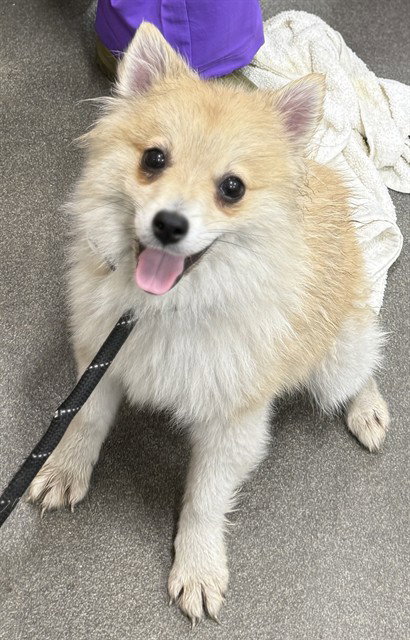 *HERCULES, an adoptable Pomeranian in Forestville, MD