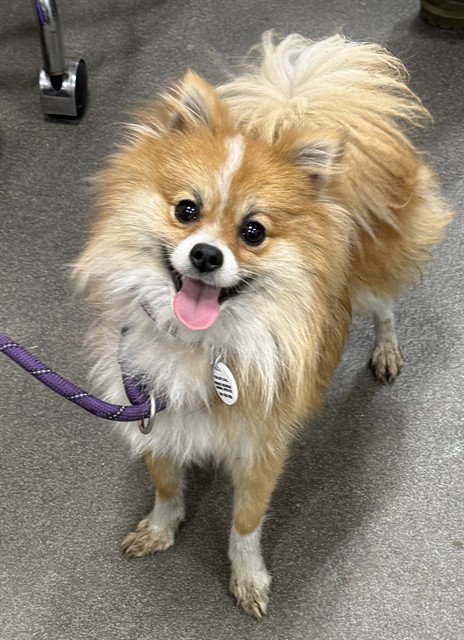 *MUFFIN, an adoptable Pomeranian in Forestville, MD