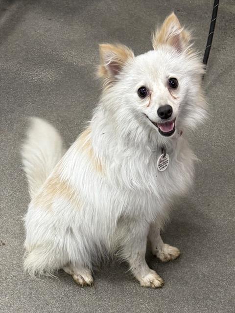 *SPARKLE, an adoptable Pomeranian in Forestville, MD