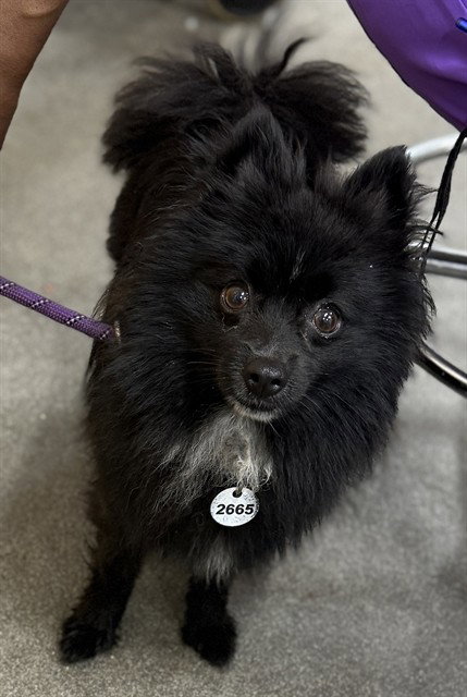 *THOR, an adoptable Pomeranian in Forestville, MD