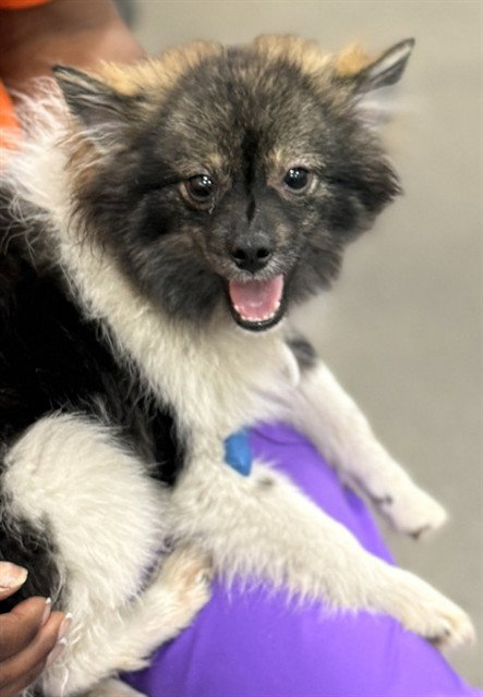*BEAR, an adoptable Pomeranian in Forestville, MD