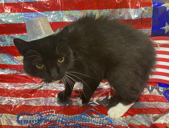 Sylvester