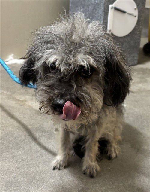 *HARLOW, an adoptable Poodle in Forestville, MD