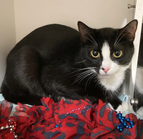 Kiki