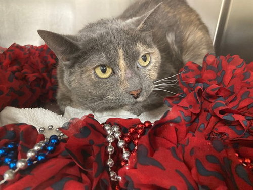 *STORM, an adoptable Domestic Short Hair in Forestville, MD