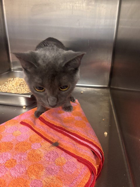 *MAMA, an adoptable Domestic Short Hair in Forestville, MD