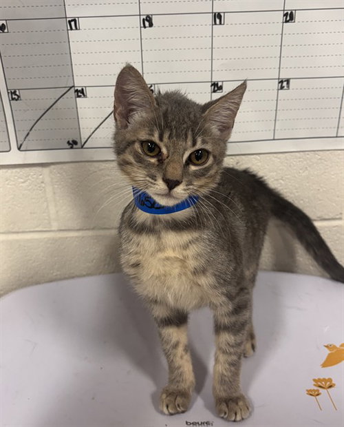 *MAUD, an adoptable Domestic Short Hair in Forestville, MD