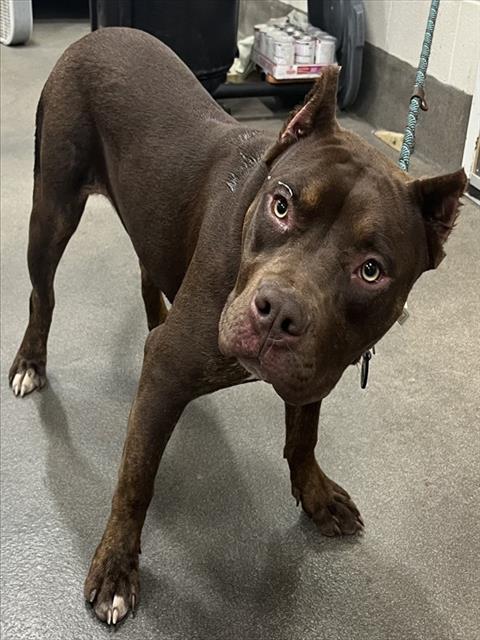 *CHAI, an adoptable Pit Bull Terrier in Forestville, MD