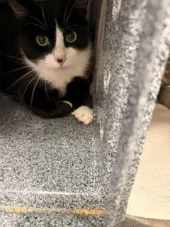 Mayo - Domestic Long Hair