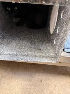 Soy - Domestic Short Hair