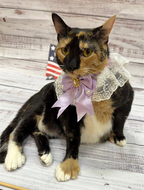 MISO, an adoptable Domestic Short Hair in Forestville, MD