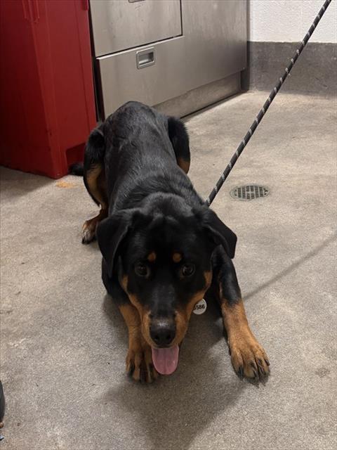 *IDRIS, an adoptable Rottweiler in Forestville, MD