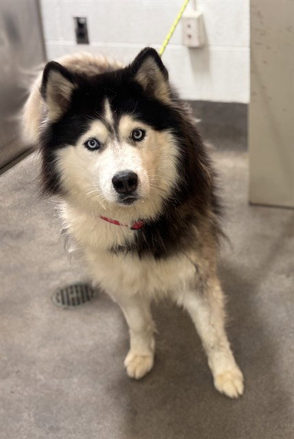 *IGGY, an adoptable Husky in Forestville, MD