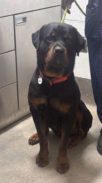 KING, an adoptable Rottweiler in Forestville, MD