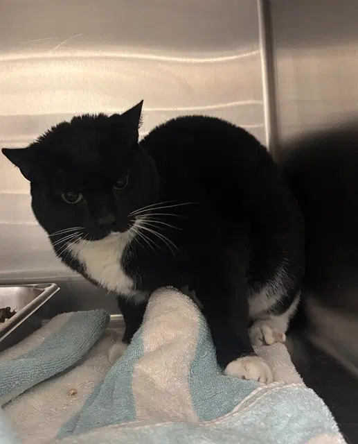 Aubrey - Domestic Short Hair