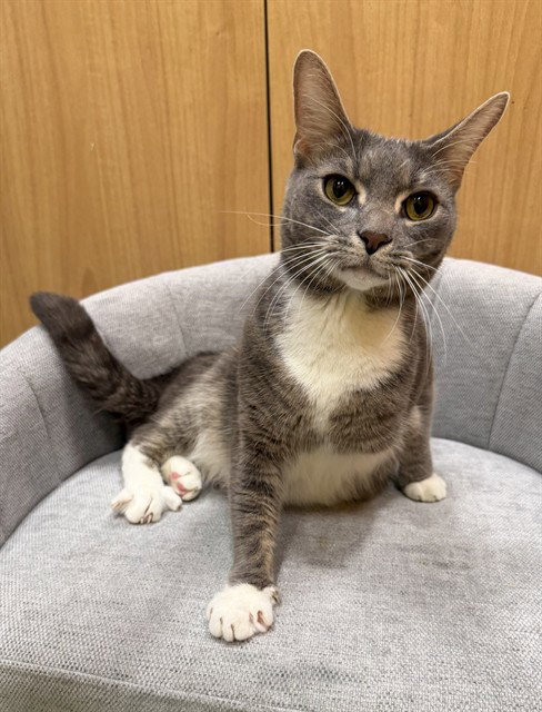 GLITCH, an adoptable Domestic Short Hair in Forestville, MD