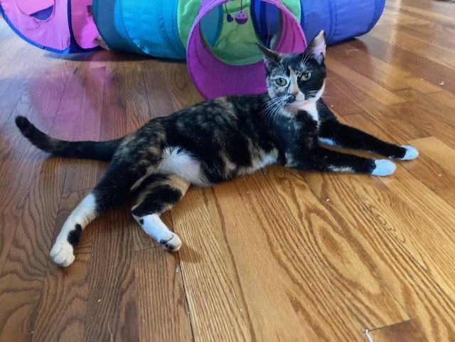 LUNA, cat